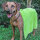 Hundehandtuch Pet Towel 90 x 60 cm